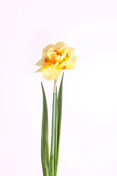 Bela Primavera Amarelo Narciso Flor Isolado Fundo Branco Close — Fotografia de Stock