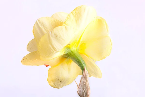 Gyönyörű Tavasz Sárga Nárcisz Virág Elszigetelt Fehér Háttér Közelkép — Stock Fotó