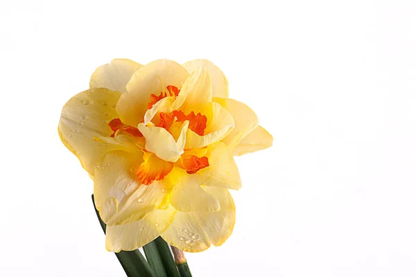 Schöne Gelbe Frühling Narzisse Mit Regentropfen Auf Weißem Isolierten Hintergrund — Stockfoto