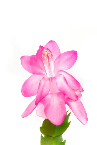 Gyönyörű Rózsaszín Finom Virág Közelkép Fehér Elszigetelt Háttér — Stock Fotó