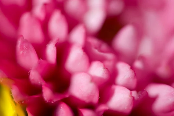 Schöne Farbenfrohe Zarte Herbstblumen Einer Großaufnahme Der Warmen Sonne — Stockfoto