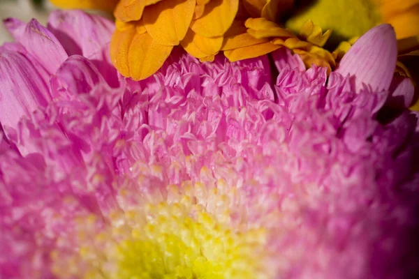 Schöne Farbenfrohe Zarte Herbstblumen Einer Großaufnahme Der Warmen Sonne — Stockfoto