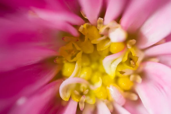 Belles Fleurs Automne Délicates Colorées Dans Grand Gros Plan Sous — Photo