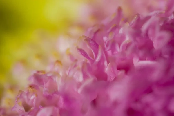 Schöne Farbenfrohe Zarte Herbstblumen Einer Großaufnahme Der Warmen Sonne — Stockfoto