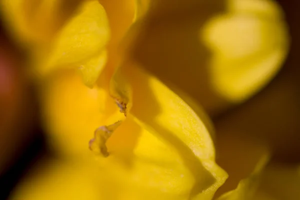 Schöne Farbenfrohe Zarte Herbstblumen Einer Großaufnahme Der Warmen Sonne — Stockfoto