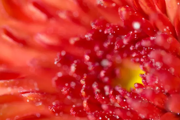 Schöne Farbenfrohe Zarte Herbstblumen Einer Großaufnahme Der Warmen Sonne — Stockfoto