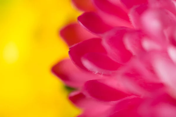 Schöne Farbenfrohe Zarte Herbstblumen Einer Großaufnahme Der Warmen Sonne — Stockfoto