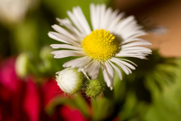 Belas Flores Outono Delicadas Coloridas Grande Close Luz Sol Quente — Fotografia de Stock