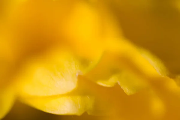 Schöne Farbenfrohe Zarte Herbstblumen Einer Großaufnahme Der Warmen Sonne — Stockfoto