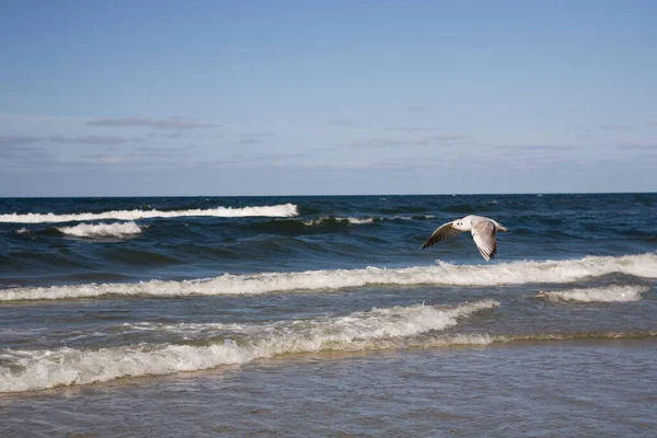 Piękna Mała Dzika Mewa Lecąca Nad Wzburzonym Morzem Bałtyckim Polsce — Zdjęcie stockowe