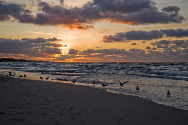 美丽多彩的夏日夕阳西下在波罗的海海滨的海鸥旁边 — 图库照片