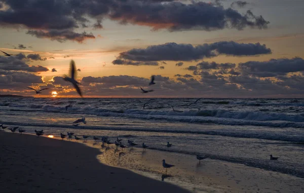 해변의 갈매기들 발트해의 아름다운 — 스톡 사진