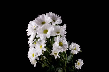 Siyah pürüzsüz bir zemin üzerinde güzel, narin bir çiçek kasımpatısı.