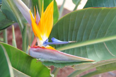 Ogora 'da doğal ortamlarda yetişen güzel bir kraliyet çiçeği.