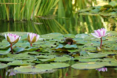 Güneşli bir günde yeşil yaprakların arasında büyüyen güzel, egzotik nilüferler.