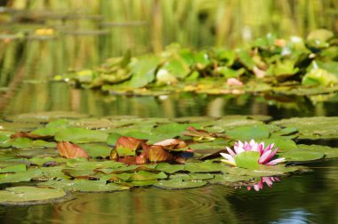 Güneşli bir günde yeşil yaprakların arasında büyüyen güzel, egzotik nilüferler.