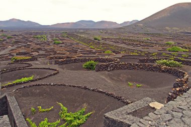 Kanarya adası Lanzarote 'nin güzel İspanyol manzarası kara toprak ve üzüm yetişiyor. 