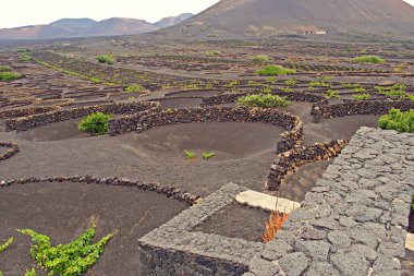 Kanarya adası Lanzarote 'nin güzel İspanyol manzarası kara toprak ve üzüm yetişiyor. 