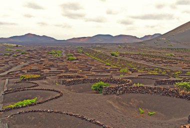 Kanarya adası Lanzarote 'nin güzel İspanyol manzarası kara toprak ve üzüm yetişiyor. 