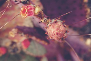 Açık havada botanik bahçesinde yetişen güzel renkli pembe kaktüsler.