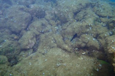Atlantik Okyanusu 'nda Kanarya Adaları' nın yanında dalış yaparken çekilmiş güzel sualtı fotoğrafları.