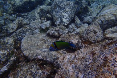 Atlantik Okyanusu 'nda Kanarya Adaları' nın yanında dalış yaparken çekilmiş güzel sualtı fotoğrafları.
