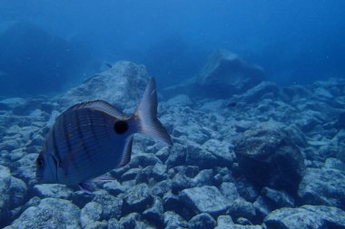 Atlantik Okyanusu 'nda Kanarya Adaları' nın yanında dalış yaparken çekilmiş güzel sualtı fotoğrafları.