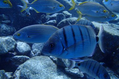 Atlantik Okyanusu 'nda Kanarya Adaları' nın yanında dalış yaparken çekilmiş güzel sualtı fotoğrafları.