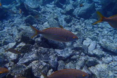 Atlantik Okyanusu 'nda Kanarya Adaları' nın yanında dalış yaparken çekilmiş güzel sualtı fotoğrafları.