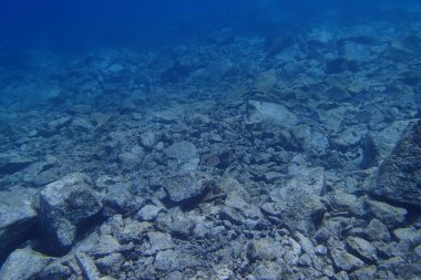 Atlantik Okyanusu 'nda Kanarya Adaları' nın yanında dalış yaparken çekilmiş güzel sualtı fotoğrafları.