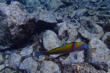 Atlantik Okyanusu 'nda Kanarya Adaları' nın yanında dalış yaparken çekilmiş güzel sualtı fotoğrafları.