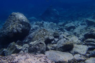 Atlantik Okyanusu 'nda Kanarya Adaları' nın yanında dalış yaparken çekilmiş güzel sualtı fotoğrafları.
