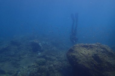 Atlantik Okyanusu 'nda Kanarya Adaları' nın yanında dalış yaparken çekilmiş güzel sualtı fotoğrafları.