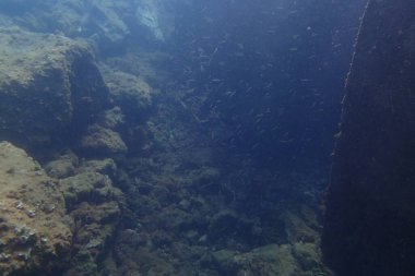 Atlantik Okyanusu 'nda Kanarya Adaları' nın yanında dalış yaparken çekilmiş güzel sualtı fotoğrafları.