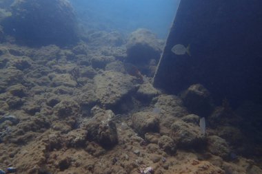 Atlantik Okyanusu 'nda Kanarya Adaları' nın yanında dalış yaparken çekilmiş güzel sualtı fotoğrafları.