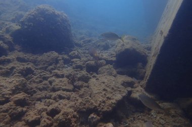 Atlantik Okyanusu 'nda Kanarya Adaları' nın yanında dalış yaparken çekilmiş güzel sualtı fotoğrafları.