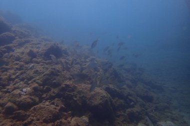 Atlantik Okyanusu 'nda Kanarya Adaları' nın yanında dalış yaparken çekilmiş güzel sualtı fotoğrafları.