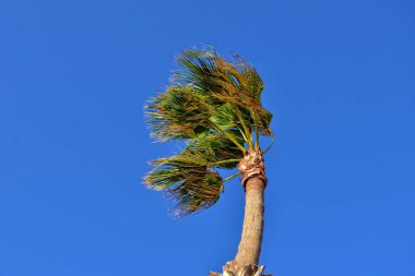 Mavi bulutsuz gökyüzüne karşı yeşil yaprakları olan güzel bir palmiye ağacı.