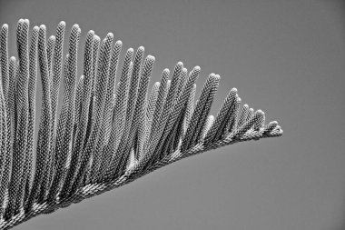 güzel yeşil tropikal egzotik Araucaria ağacı mavi gökyüzü arka planında