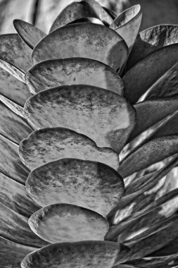 Yeşil-kırmızı yapraklı güzel, orijinal doğal arka plan.