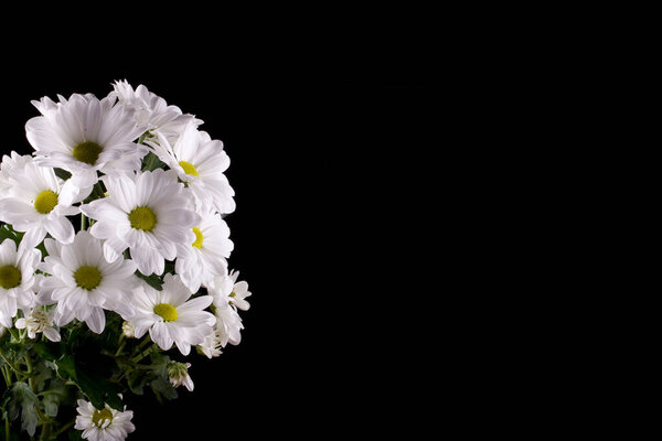красивый белый нежный декоративный цветок хризантема на черном гладком фоне
