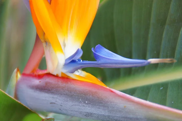 Bellissimo Fiore Originale Reale Strelitzia Che Cresce Habitat Naturale Nell — Foto Stock