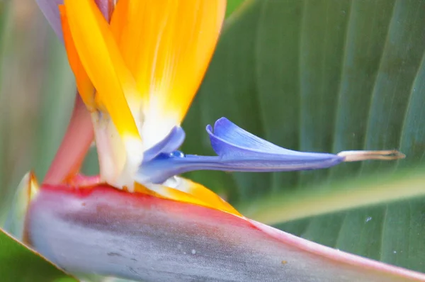 Bellissimo Fiore Originale Reale Strelitzia Che Cresce Habitat Naturale Nell — Foto Stock