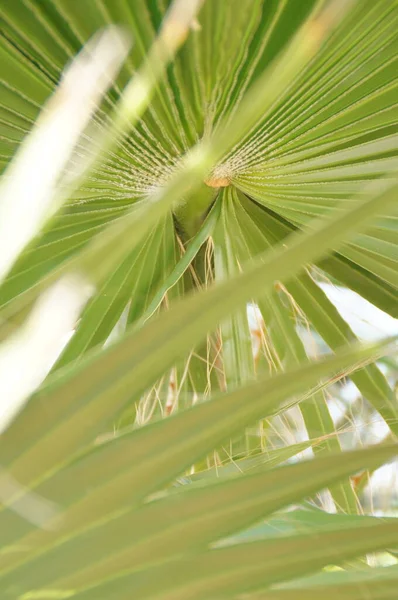 特写中绿色棕榈叶美丽而有趣的原始异国情调背景 — 图库照片