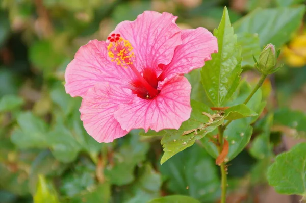 Beautiful Blooming Hibiscus Flower Growing Garden Green Leaves Natural Habitat — Stock Photo, Image