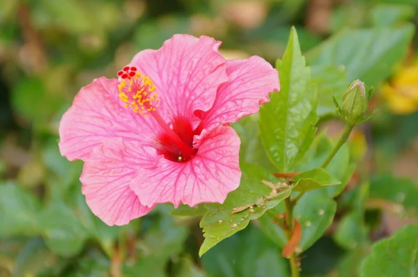 Hermosa Flor Hibisco Que Crece Jardín Entre Hojas Verdes Hábitat —  Fotos de Stock