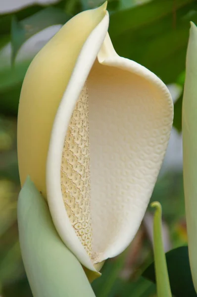 Bel Bianco Esotico Fiore Che Cresce Giardino Botanico Sull Isola — Foto Stock