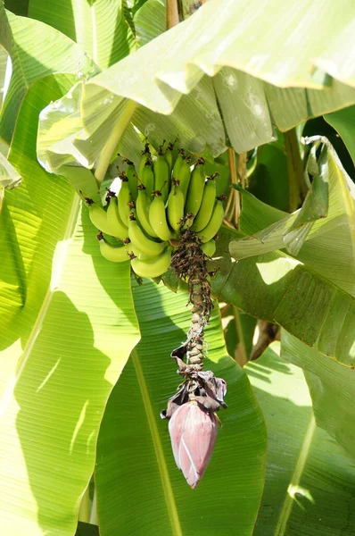 Hermoso Arbusto Plátano Con Plátanos Creciendo Ellos Creciendo Calle Las —  Fotos de Stock