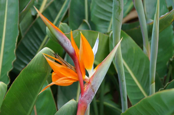 Bellissimo Fiore Originale Reale Strelitzia Che Cresce Habitat Naturale Nell — Foto Stock