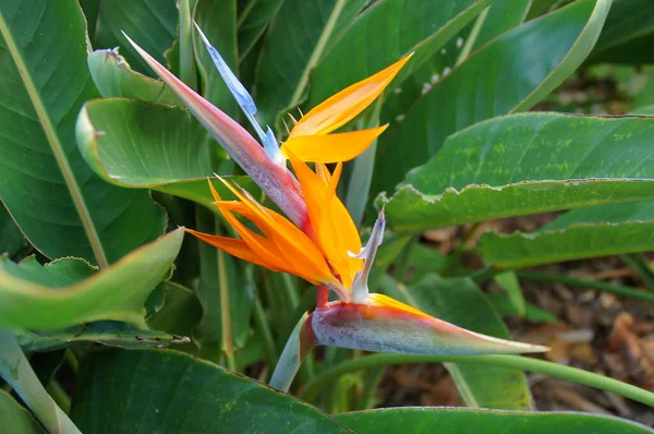 Bellissimo Fiore Originale Reale Strelitzia Che Cresce Habitat Naturale Nell — Foto Stock